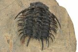 Spectacular Spiny Odontopleurid (Proceratocephala) Trilobite #241206-1